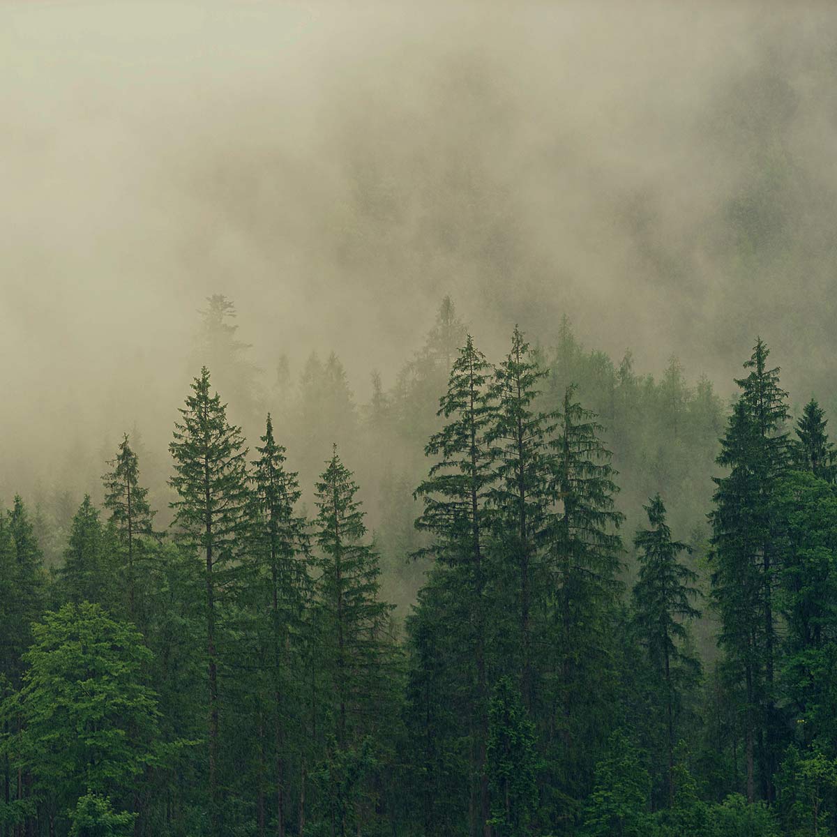 Sustainable materials - peel and stick wallpaper