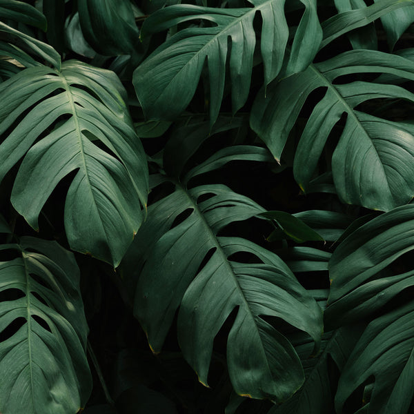 Green leaves which symbolizes our mission which is to plant one tree after every purchase over 200$