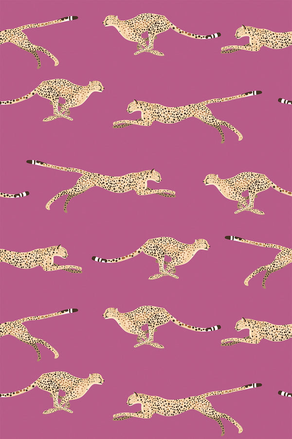 Cheetah