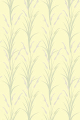 Yellow lavander field