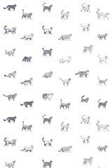 Cat breed