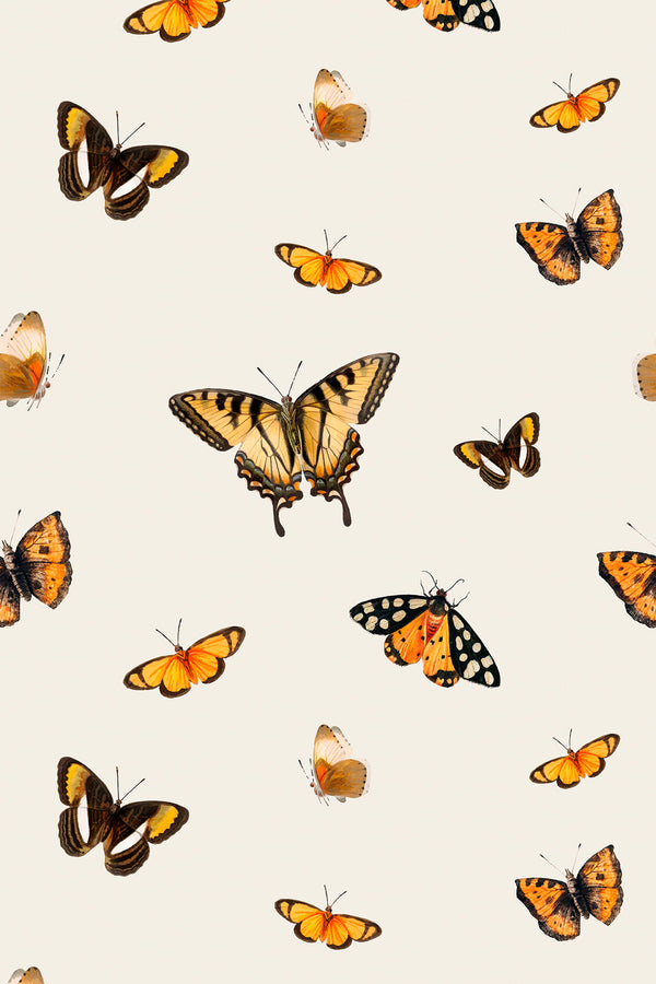 Orange Butterfly Wallpaper