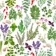 Herbs Wallpaper