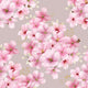 Cherry blossom Wallpaper