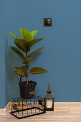 hallway interior green plant black lantern plain color temporary wallpaper