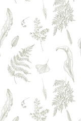 Fern