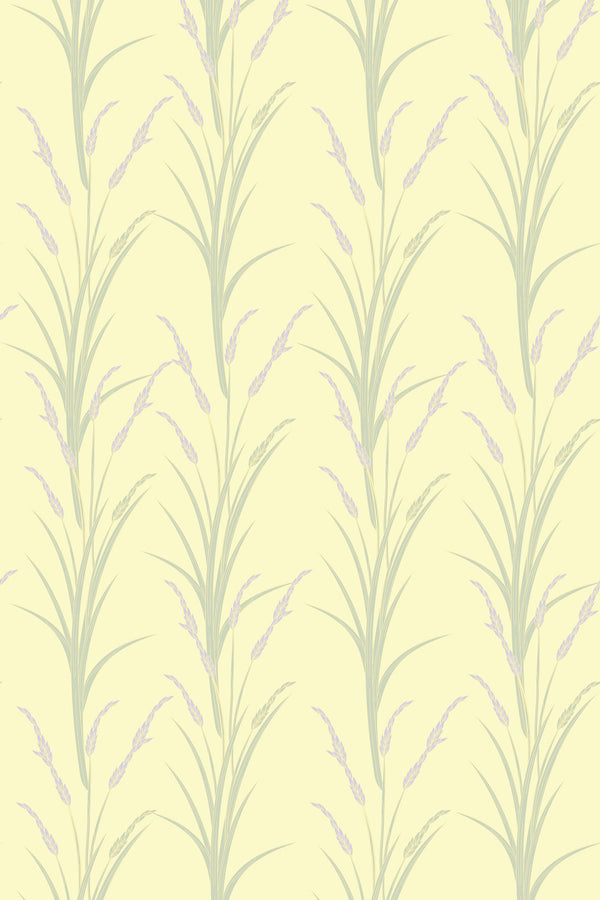 Yellow lavander field