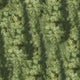 Green bold trees Wallpaper