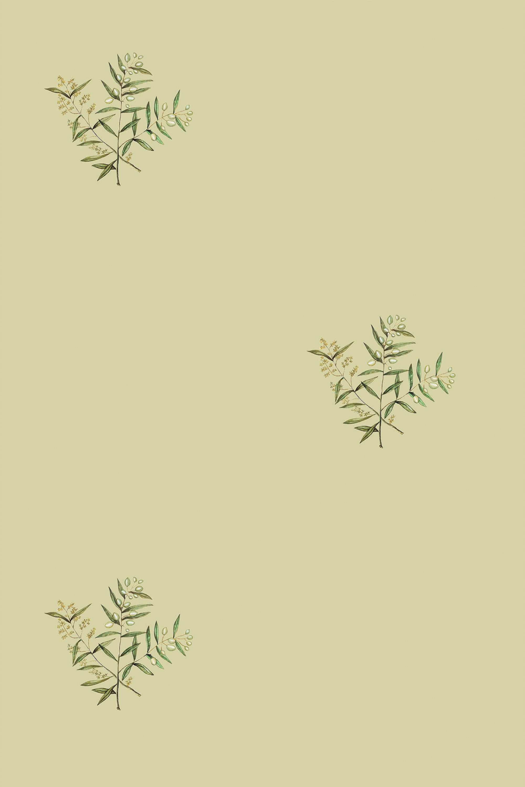 Green olive branch patterns on a light green background, peel and stick removable wallpaper.